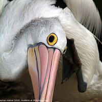 Buy canvas prints of Majestic Australian Pelican by Stephen Hamer
