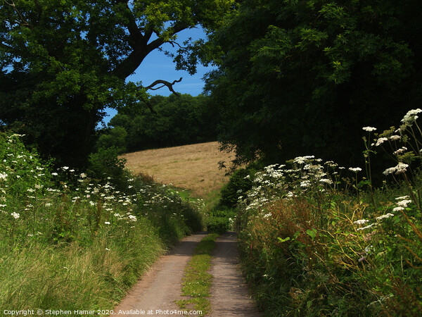 Enchanting Cow Parsley Lane Picture Board by Stephen Hamer
