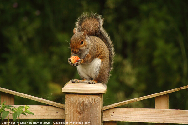 A Delightful Squirrel Snack Picture Board by Stephen Hamer