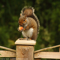 Buy canvas prints of A Delightful Squirrel Snack by Stephen Hamer