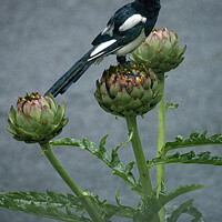 Buy canvas prints of Majestic Magpie on Edible Artichoke by Stephen Hamer