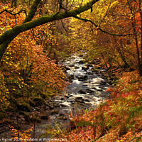 Buy canvas prints of Enchanting Autumn Woodland Oasis by Stephen Hamer