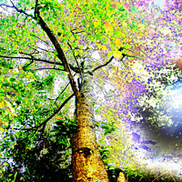 Buy canvas prints of Psychedelic Tree by Stephen Hamer