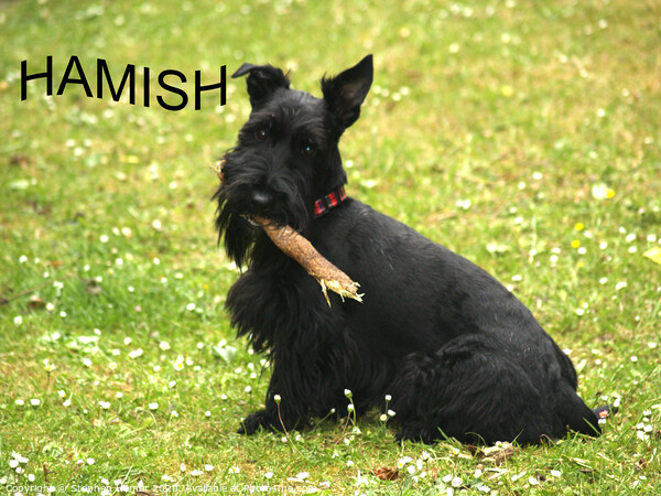 Hamish Picture Board by Stephen Hamer