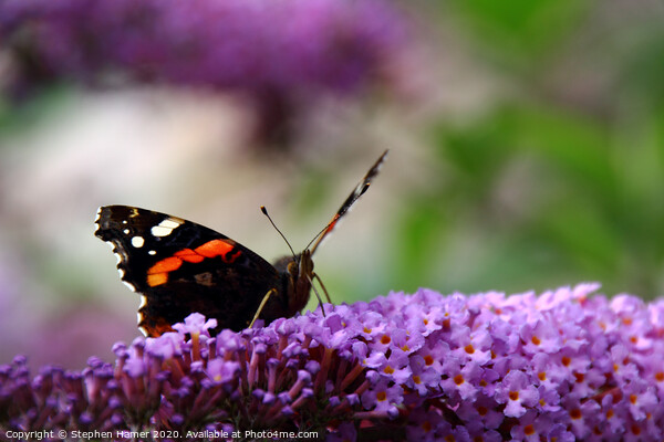 Red Admiral Picture Board by Stephen Hamer