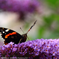 Buy canvas prints of Red Admiral by Stephen Hamer