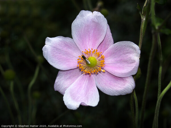 Hoverfly on a Japanese Anemonie Picture Board by Stephen Hamer