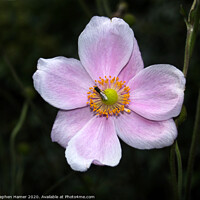 Buy canvas prints of Hoverfly on a Japanese Anemonie by Stephen Hamer