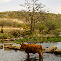 Buy canvas prints of Cattle Crossing by Stephen Hamer