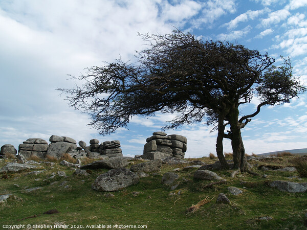 Combestone Tor & Hawthorn Tree Picture Board by Stephen Hamer
