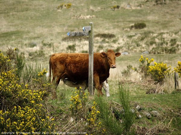 Cow & Calf Picture Board by Stephen Hamer