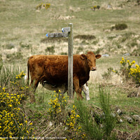 Buy canvas prints of Cow & Calf by Stephen Hamer