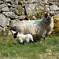 Buy canvas prints of Sheep & Lamb by Stephen Hamer