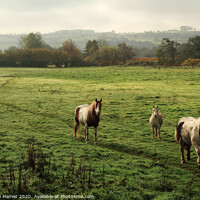 Buy canvas prints of Majestic Gypsy Cobs by Stephen Hamer