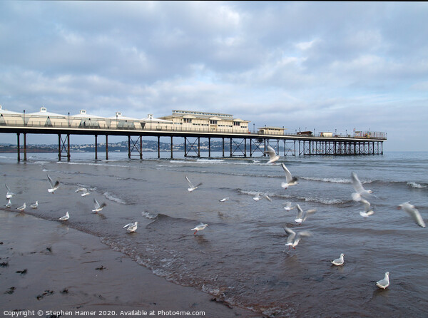 Paignton Pier & Gull's Picture Board by Stephen Hamer