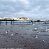 Buy canvas prints of Paignton Pier & Gull's by Stephen Hamer