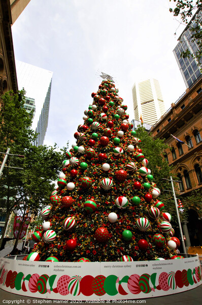 Christmas Tree Sydney Picture Board by Stephen Hamer