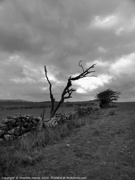 Dead Tree Picture Board by Stephen Hamer