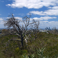 Buy canvas prints of Perth from the Bush by Stephen Hamer