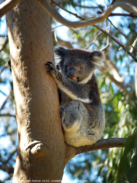 Koala up a Eucalyptus Tree Picture Board by Stephen Hamer