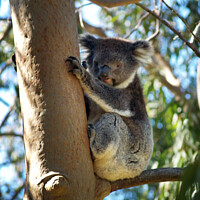 Buy canvas prints of Koala up a Eucalyptus Tree by Stephen Hamer