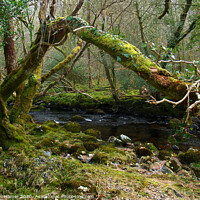 Buy canvas prints of Dartmoor Woodland & Stream by Stephen Hamer