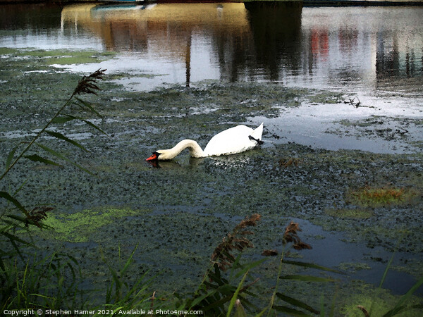 Mute Swan feeding Picture Board by Stephen Hamer