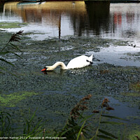 Buy canvas prints of Mute Swan feeding by Stephen Hamer