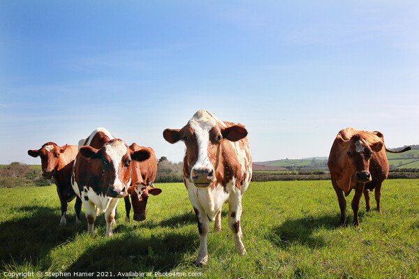 Ayrshire cattle  Picture Board by Stephen Hamer