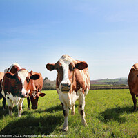 Buy canvas prints of Ayrshire cattle  by Stephen Hamer
