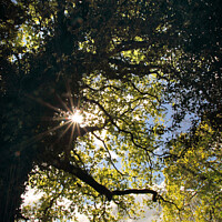 Buy canvas prints of Sunburst through Oak Tree by Stephen Hamer