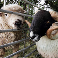 Buy canvas prints of Dartmoor Sheep by Stephen Hamer