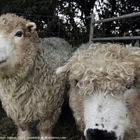Buy canvas prints of Grey Face Dartmoor Sheep by Stephen Hamer