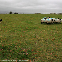 Buy canvas prints of Sheep roundup  by Stephen Hamer