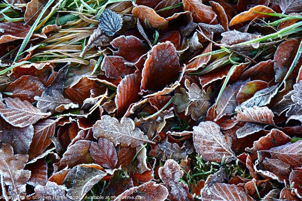 Frosty Leaves Picture Board by Stephen Hamer