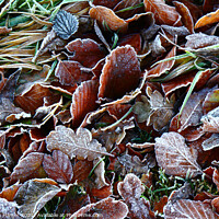 Buy canvas prints of Frosty Leaves by Stephen Hamer