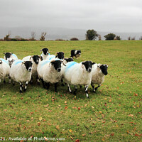 Buy canvas prints of Black faced Dartmoor sheep by Stephen Hamer
