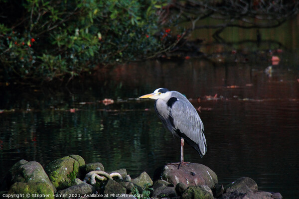 Grey Heron side view Picture Board by Stephen Hamer