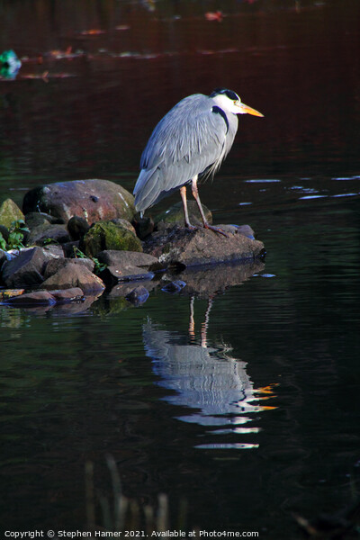 Heron & Reflection Picture Board by Stephen Hamer