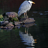 Buy canvas prints of Heron & Reflection by Stephen Hamer