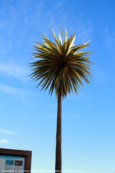 Torbay Palm Picture Board by Stephen Hamer