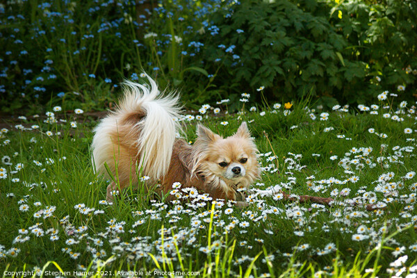 Chihuahua in the Garden Picture Board by Stephen Hamer