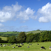 Buy canvas prints of Rural Devon by Stephen Hamer