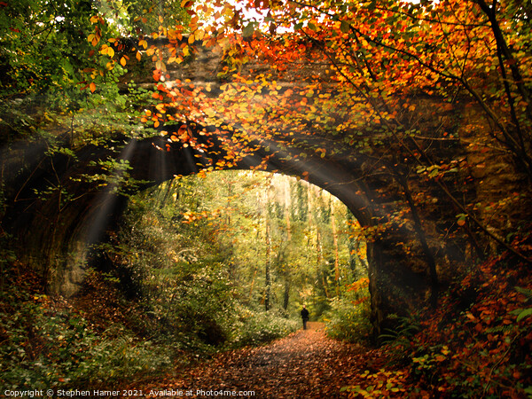 Autumn Woodland Walk Picture Board by Stephen Hamer