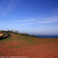Buy canvas prints of Red Soil of South Devon by Stephen Hamer