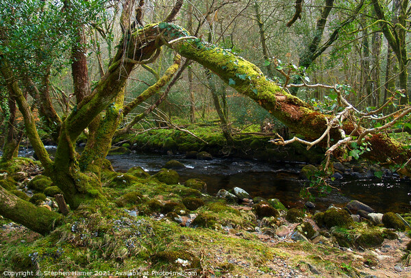 Enchanting Woodland Stream Picture Board by Stephen Hamer