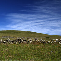 Buy canvas prints of Lone Tree on Dartmoor by Stephen Hamer