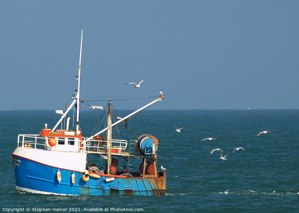 Gull's following Trawler Picture Board by Stephen Hamer