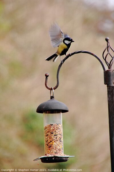 Blue Tit landing on Bird feeder Picture Board by Stephen Hamer