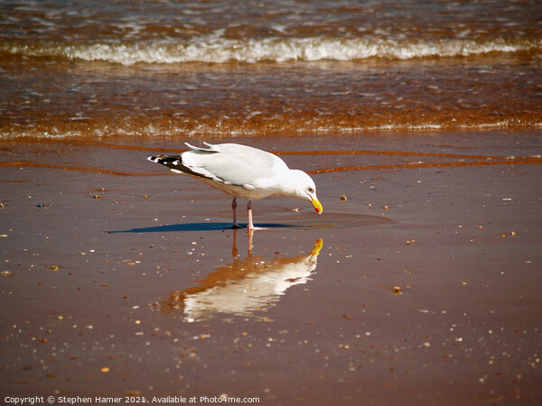 Gull & Reflection Picture Board by Stephen Hamer